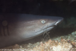 BD-151231-Malapasqua-1696-Triaenodon-obesus-(Rüppel.-1837)-[Whitetip-reef-shark.-Vitspetsig-revhaj].jpg